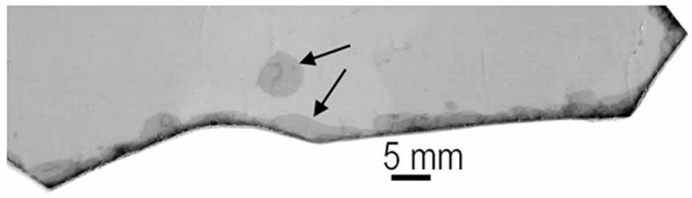 Figure 2. Photo of mica with air bubble and split edges (arrows). Mica is a layered silicate mineral. The photo shows muscovite mica. Biotite is an iron-rich black mica. Potassium ions hold mica sheets together, and K+ is present in high concentrations in all types of living cells.