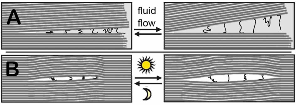 Figure 3. Water movements push mica sheets open and shut at their edges in A. Cycles of heating and cooling cause air bubbles within the mica sheets to expand and contract in B.