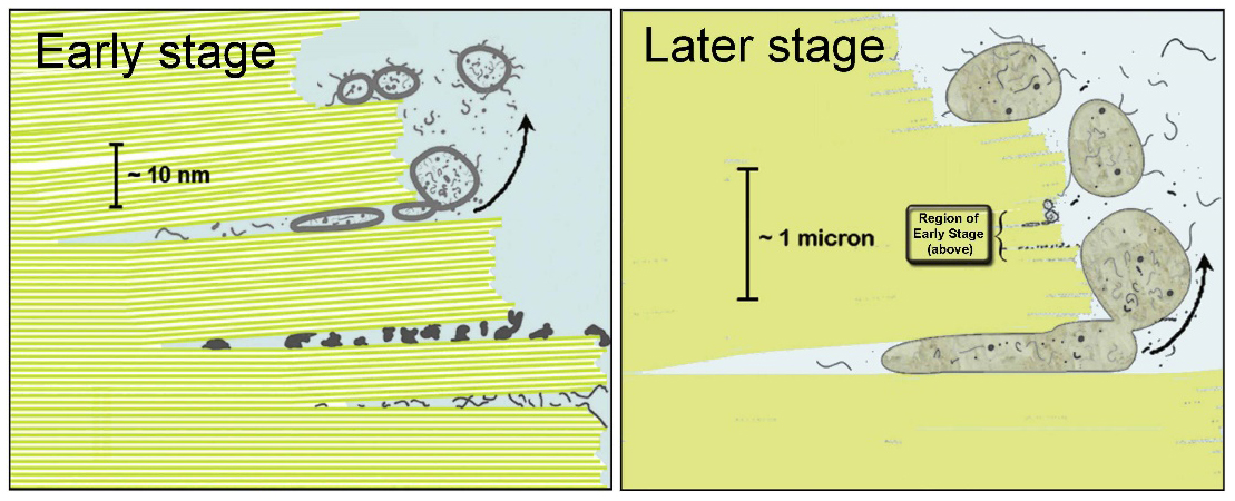 Figure 4. Early and Later stages of life’s origins in micaceous clay. 10nm is approximately the thickness of ten mica sheers. One micron is approximately the thickness of 1000 mica sheets.