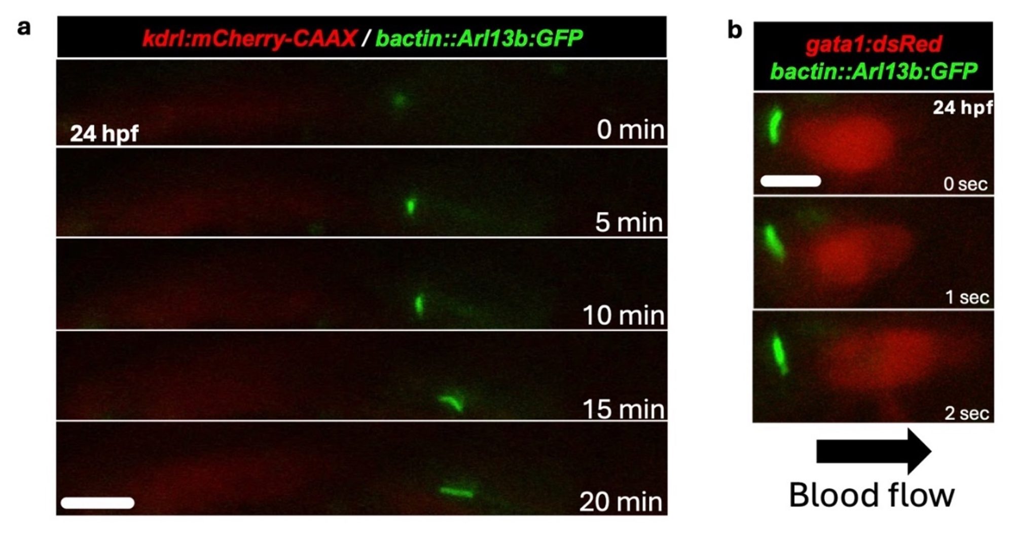 Figure: Panels a and b show images of embryonic zebrafish trunk vessels at 24 hours post fertilization (hpf) taken under confocal fluorescent microscopy in transgenic zebrafish lines. Panel a is a vascular-specific (kdrl) membrane-tagged red fluorescent (mCherry) protein marker expression and cilia (Arl13b) fusion green fluorescent protein (green) marker. Note the cilia formation within 20 minutes as the green signal increases in size. Also, note the flattening of cilia signal in the trunk where blood flow is occurring. Panel b shows red fluorescent (dsRed) protein expression under gata1 (blood cell marker) promoter, and cilia (Arl13b) fusion green fluorescent protein (green) under beta actin promoter. Note the direction of blood flow andthe red blood cell moving past cilia over 2 sec and the cilia (green) responding to that. Scale bar (white line) in b = 2.5 um. Figure Credit: Shahram Eisa-Beygi, PhD. Former member of Ramchandran Lab.