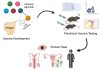 Novel conjugate vaccines are generated by attaching various immune agonists to Chlamydia antigens using cell-free protein synthesis and click-chemistry. These vaccines are then tested in pre- clinical animal models for immunogenicity and efficacy. The top candidate(s) will progress to phase 1 clinical trials to determine safety and effectiveness against genital and ocular Chlamydia infections.