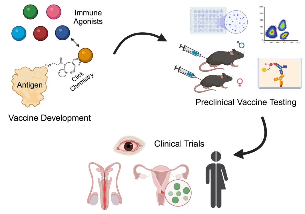 Novel conjugate vaccines are generated by attaching various immune agonists to Chlamydia antigens using cell-free protein synthesis and click-chemistry. These vaccines are then tested in pre- clinical animal models for immunogenicity and efficacy. The top candidate(s) will progress to phase 1 clinical trials to determine safety and effectiveness against genital and ocular Chlamydia infections.