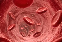 Endoscopic view of flowing red blood cells in a vein, illustration render