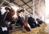 Group of cows at cowshed eating hay or fodder on dairy farm.