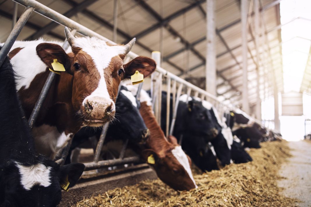 Group of cows at cowshed eating hay or fodder on dairy farm.