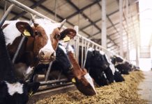 Group of cows at cowshed eating hay or fodder on dairy farm.