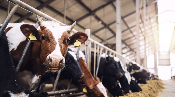 Group of cows at cowshed eating hay or fodder on dairy farm.