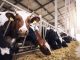 Group of cows at cowshed eating hay or fodder on dairy farm.