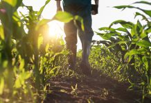 Low angle view at farmer feet in rubber boots walking along maize stalks