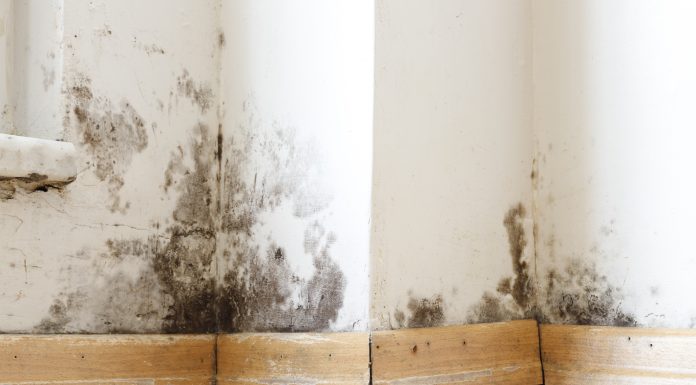 Damp buildings damaged by black mold and fungus, dampness or water. infiltration, insulation and mold problems in the wall of the house