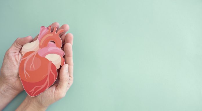 Hands holding heart anatomy, organ donor, cardiac heart cancer, health care hospital service concept