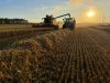 Harvesting the Crop of Winter Wheat