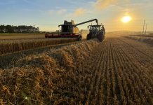 Harvesting the Crop of Winter Wheat