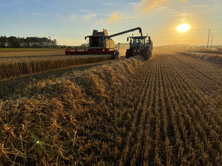 Harvesting the Crop of Winter Wheat