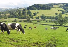 Panoramic of Dairy Cows