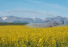 A crop is irrigated in southern Alberta near the Rocky Mountains.