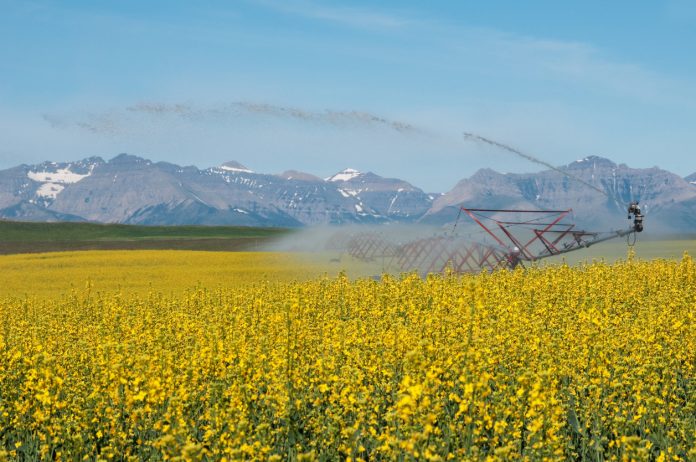 A crop is irrigated in southern Alberta near the Rocky Mountains.