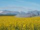 A crop is irrigated in southern Alberta near the Rocky Mountains.