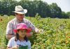 Man and child picking raspberries in the field.