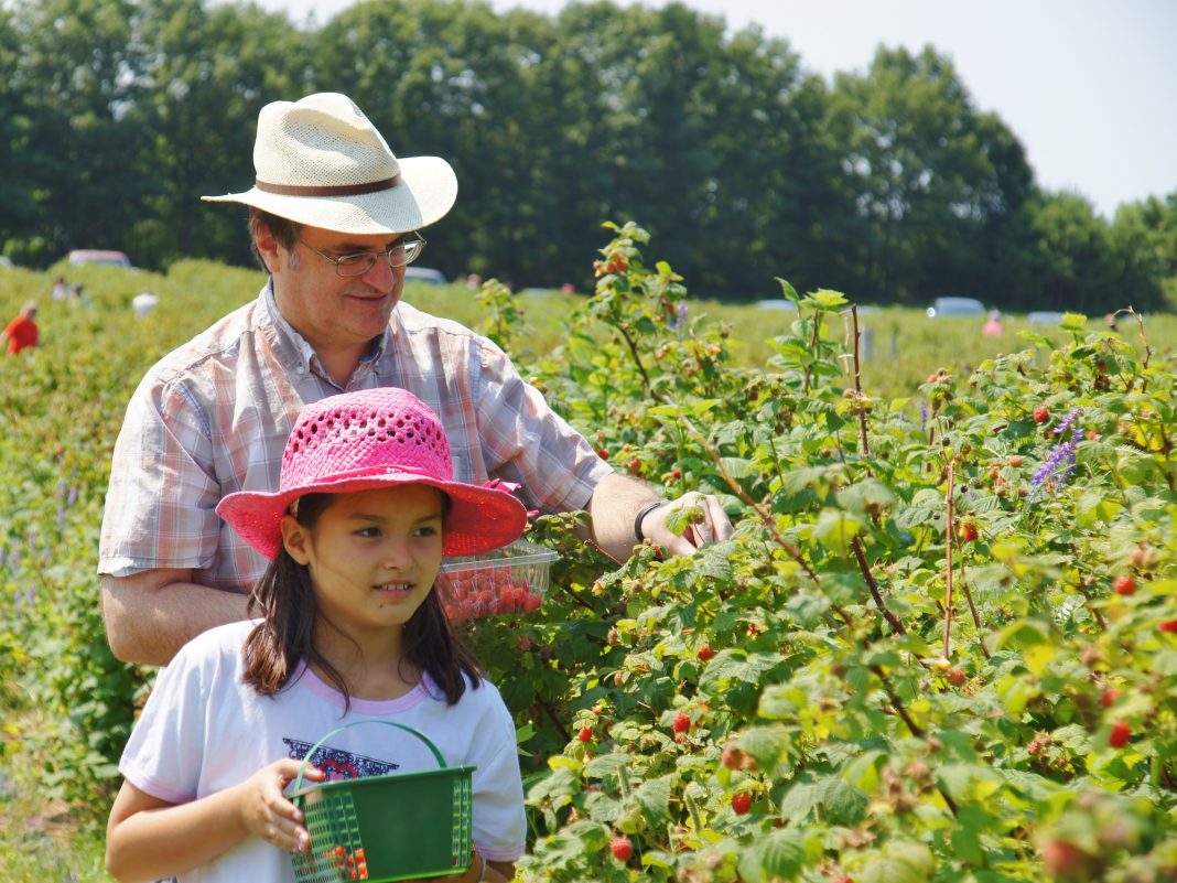 Man and child picking raspberries in the field.