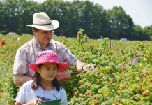 Man and child picking raspberries in the field.