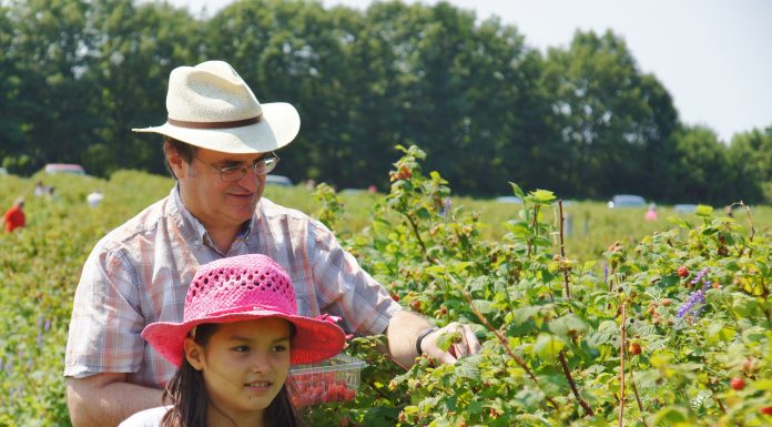 Man and child picking raspberries in the field.