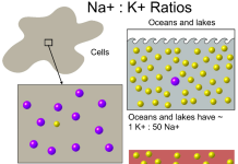 Figure 1: Ratios of the concentrations of Sodium ions [Na+] and Potassium ions [K+] in water on land and in the sea vs in living cells and in blood.