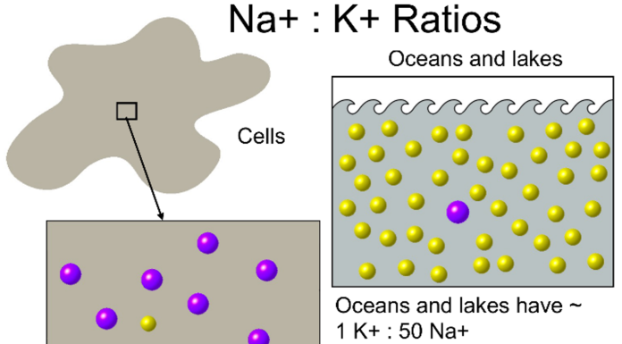 Figure 1: Ratios of the concentrations of Sodium ions [Na+] and Potassium ions [K+] in water on land and in the sea vs in living cells and in blood.