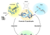 Figure. G-quadruplexes cycle between a four-stranded fold and the Watson and Crick B-DNA conformation. Nature uses many different tissue-specific proteins to drive the cycle. Therapeutic approaches to targeting G-quadruplexes include drugs, such as PROTACS that send them to garbage, small molecules that either promote or disrupt their formation, or small RNAs that target the DNA or RNAs sequences that form them.