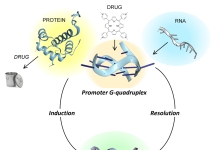 Figure. G-quadruplexes cycle between a four-stranded fold and the Watson and Crick B-DNA conformation. Nature uses many different tissue-specific proteins to drive the cycle. Therapeutic approaches to targeting G-quadruplexes include drugs, such as PROTACS that send them to garbage, small molecules that either promote or disrupt their formation, or small RNAs that target the DNA or RNAs sequences that form them.