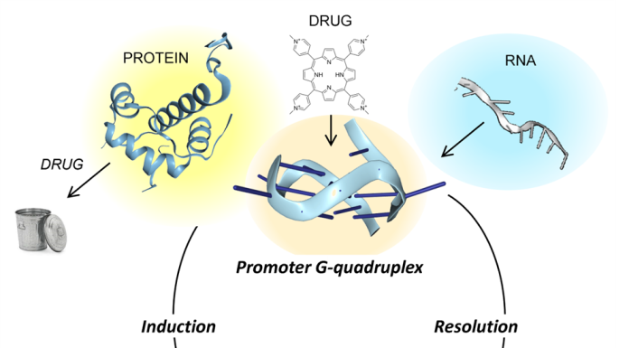 Figure. G-quadruplexes cycle between a four-stranded fold and the Watson and Crick B-DNA conformation. Nature uses many different tissue-specific proteins to drive the cycle. Therapeutic approaches to targeting G-quadruplexes include drugs, such as PROTACS that send them to garbage, small molecules that either promote or disrupt their formation, or small RNAs that target the DNA or RNAs sequences that form them.