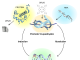 Figure. G-quadruplexes cycle between a four-stranded fold and the Watson and Crick B-DNA conformation. Nature uses many different tissue-specific proteins to drive the cycle. Therapeutic approaches to targeting G-quadruplexes include drugs, such as PROTACS that send them to garbage, small molecules that either promote or disrupt their formation, or small RNAs that target the DNA or RNAs sequences that form them.