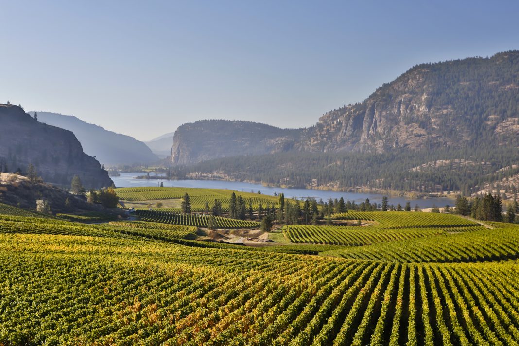 Yellow grape leaves in Blue Mountain vineyard with Mcintyre Bluff and Vaseux Lake in the background during autumn season and harvest time.