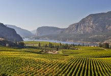 Yellow grape leaves in Blue Mountain vineyard with Mcintyre Bluff and Vaseux Lake in the background during autumn season and harvest time.