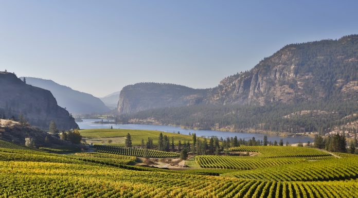 Yellow grape leaves in Blue Mountain vineyard with Mcintyre Bluff and Vaseux Lake in the background during autumn season and harvest time.