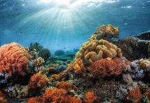 Underwater shot of the vivid coral reef at sunny day