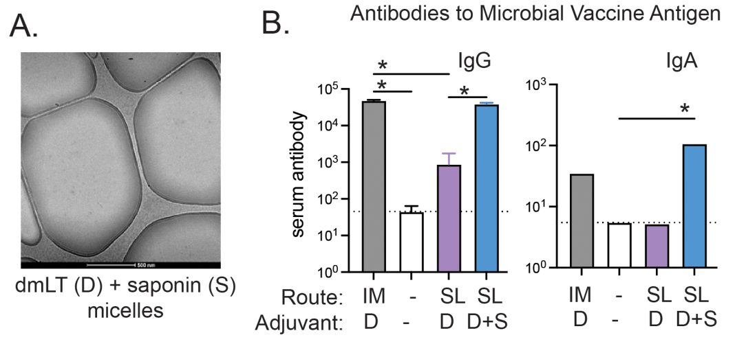 Figure 1. Systemic immune responses elicited by oral dmLT-saponin combinations compared to injected vaccines (A) Cryo-electron microscopy (cryo-EM) image of the dmLT and saponin formulation demonstrating the formation of acid-stable micelle particles upon the addition of saponin to dmLT. (B) Preclinical evaluation of systemic serum IgG and IgA antibody responses following prime/boost vaccination. Antibody levels against the microbial protein antigen included in the vaccination were assessed two weeks post-final vaccination in immunized mice. Groups were stratified by vaccination route (intramuscular [IM] or sublingual [SL]) and adjuvant formulation (dmLT [D] and/or saponin [S]). Comparisons with unvaccinated controls (white bars) are shown. Statistical significance between groups is indicated (*P < 0.05), with the SL D+S group achieving the best IgG and IgA responses to vaccine antigen.