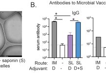 Figure 1. Systemic immune responses elicited by oral dmLT-saponin combinations compared to injected vaccines (A) Cryo-electron microscopy (cryo-EM) image of the dmLT and saponin formulation demonstrating the formation of acid-stable micelle particles upon the addition of saponin to dmLT. (B) Preclinical evaluation of systemic serum IgG and IgA antibody responses following prime/boost vaccination. Antibody levels against the microbial protein antigen included in the vaccination were assessed two weeks post-final vaccination in immunized mice. Groups were stratified by vaccination route (intramuscular [IM] or sublingual [SL]) and adjuvant formulation (dmLT [D] and/or saponin [S]). Comparisons with unvaccinated controls (white bars) are shown. Statistical significance between groups is indicated (*P < 0.05), with the SL D+S group achieving the best IgG and IgA responses to vaccine antigen.