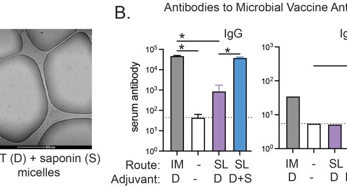 Figure 1. Systemic immune responses elicited by oral dmLT-saponin combinations compared to injected vaccines (A) Cryo-electron microscopy (cryo-EM) image of the dmLT and saponin formulation demonstrating the formation of acid-stable micelle particles upon the addition of saponin to dmLT. (B) Preclinical evaluation of systemic serum IgG and IgA antibody responses following prime/boost vaccination. Antibody levels against the microbial protein antigen included in the vaccination were assessed two weeks post-final vaccination in immunized mice. Groups were stratified by vaccination route (intramuscular [IM] or sublingual [SL]) and adjuvant formulation (dmLT [D] and/or saponin [S]). Comparisons with unvaccinated controls (white bars) are shown. Statistical significance between groups is indicated (*P < 0.05), with the SL D+S group achieving the best IgG and IgA responses to vaccine antigen.