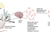 Neuroengineering with engineered endosymbionts: Schematic of plan to use engineered endosymbionts for guided induction of dopaminergic neurons from astrocytes or neural stem cells in a Parkinson’s disease mouse model—external signal for control could be chemical or magnetothermal.