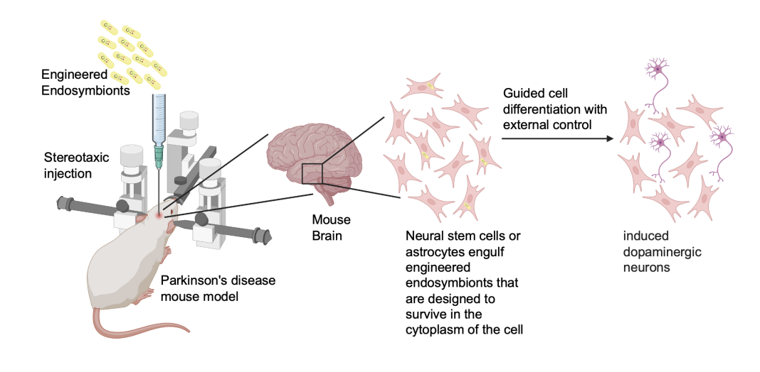 Neuroengineering with engineered endosymbionts: Schematic of plan to use engineered endosymbionts for guided induction of dopaminergic neurons from astrocytes or neural stem cells in a Parkinson’s disease mouse model—external signal for control could be chemical or magnetothermal.