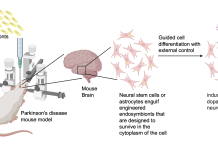 Neuroengineering with engineered endosymbionts: Schematic of plan to use engineered endosymbionts for guided induction of dopaminergic neurons from astrocytes or neural stem cells in a Parkinson’s disease mouse model—external signal for control could be chemical or magnetothermal.