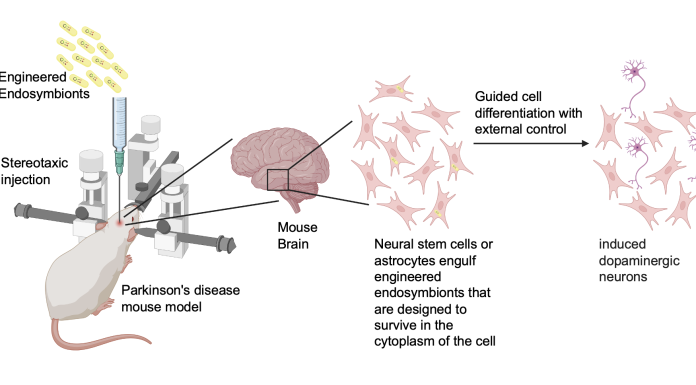 Neuroengineering with engineered endosymbionts: Schematic of plan to use engineered endosymbionts for guided induction of dopaminergic neurons from astrocytes or neural stem cells in a Parkinson’s disease mouse model—external signal for control could be chemical or magnetothermal.