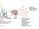 Neuroengineering with engineered endosymbionts: Schematic of plan to use engineered endosymbionts for guided induction of dopaminergic neurons from astrocytes or neural stem cells in a Parkinson’s disease mouse model—external signal for control could be chemical or magnetothermal.