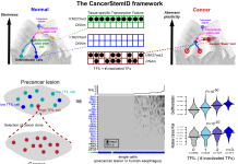 Figure: Top left & right: Depiction of an epigenetic Waddington landscape with various cell types illustrating the hierarchical process of differentiation (left) and how this process is altered in cancer (right). Top middle: diagram to illustrate how the normal multipotent cell suppresses tissue-specific transcription factors via an easily reversible epigenetic modification called H3K27me3. These H3K27me3 marks are removed once a cell differentiates into one that carries out a specific function in the tissue/organ (‘differentiated cells’). In cancer, the suppression by H3K27me3 is replaced by promoter DNA methylation, which is stable and leads to irreversible and increased suppression of tissue-specific transcription factors. CancerStemID can estimate the transcription factor inactivation load (TFIL) for any given cell. Bottom left: Illustration of how TFIL could identify the cells that are more stem-like and which drive cancer progression. Bottom middle: Heatmap of inactivation events of esophageal specific transcription factors in single cells from a precursor cancer lesion (low and high-grade intraepithelial neoplasia-LGIN/HGIN) in the human esophagus, with cells sorted by the TFIL. Bottom right: Violin plots displaying the significant association between TFIL and dedifferentiation, and between TFIL and a cancer risk score computed as relative similarity between a precancerous cell and those found in invasive cancer.