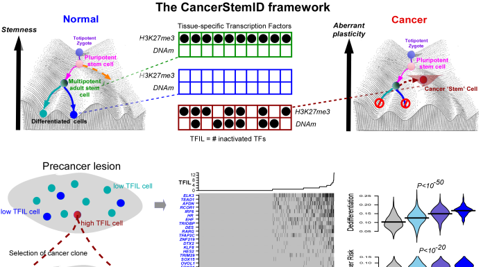 Figure: Top left & right: Depiction of an epigenetic Waddington landscape with various cell types illustrating the hierarchical process of differentiation (left) and how this process is altered in cancer (right). Top middle: diagram to illustrate how the normal multipotent cell suppresses tissue-specific transcription factors via an easily reversible epigenetic modification called H3K27me3. These H3K27me3 marks are removed once a cell differentiates into one that carries out a specific function in the tissue/organ (‘differentiated cells’). In cancer, the suppression by H3K27me3 is replaced by promoter DNA methylation, which is stable and leads to irreversible and increased suppression of tissue-specific transcription factors. CancerStemID can estimate the transcription factor inactivation load (TFIL) for any given cell. Bottom left: Illustration of how TFIL could identify the cells that are more stem-like and which drive cancer progression. Bottom middle: Heatmap of inactivation events of esophageal specific transcription factors in single cells from a precursor cancer lesion (low and high-grade intraepithelial neoplasia-LGIN/HGIN) in the human esophagus, with cells sorted by the TFIL. Bottom right: Violin plots displaying the significant association between TFIL and dedifferentiation, and between TFIL and a cancer risk score computed as relative similarity between a precancerous cell and those found in invasive cancer.