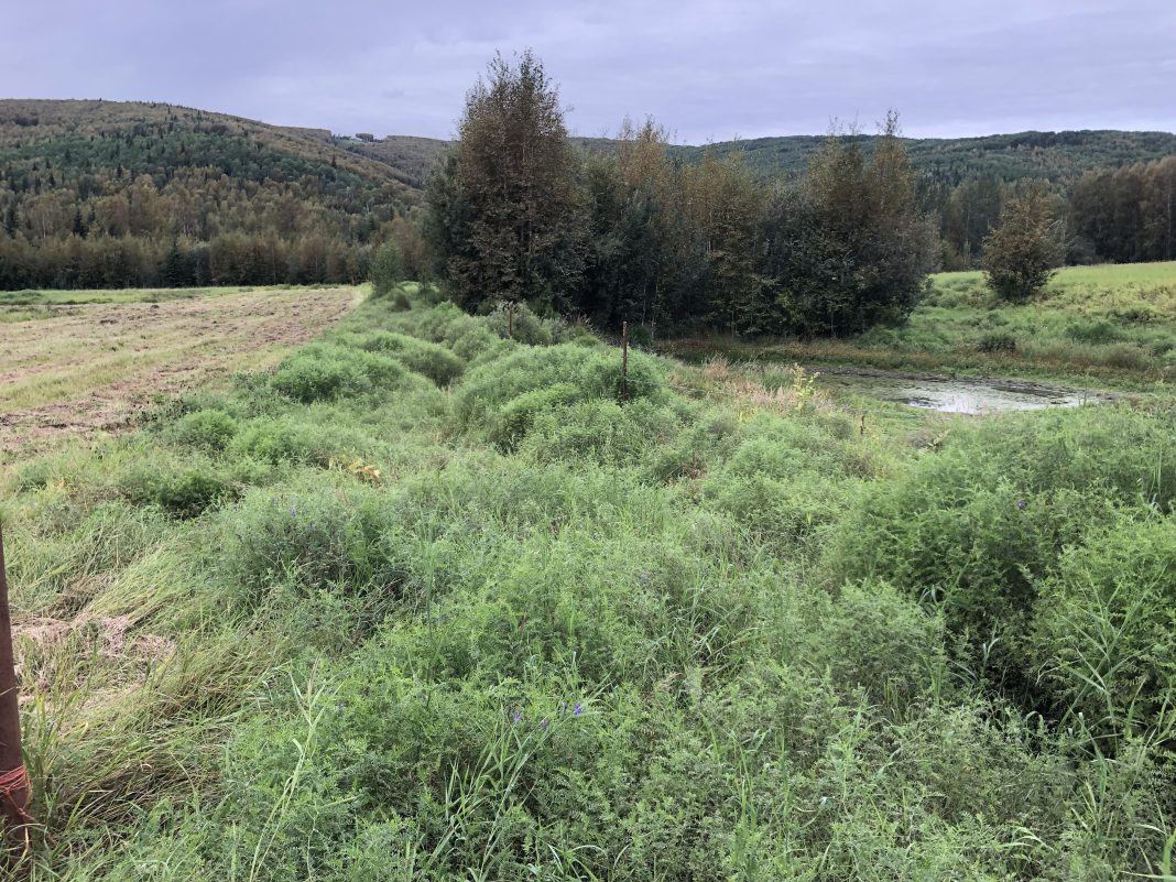 Figure 1: An active area of hay cultivation next to an abandoned area that was abandoned due to thaw subsidence and the formation of a pond at a farm in Fairbanks, AK. Note the elevation difference (>1 m) between the pond and the adjacent cultivated area.