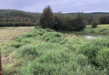 Figure 1: An active area of hay cultivation next to an abandoned area that was abandoned due to thaw subsidence and the formation of a pond at a farm in Fairbanks, AK. Note the elevation difference (>1 m) between the pond and the adjacent cultivated area.