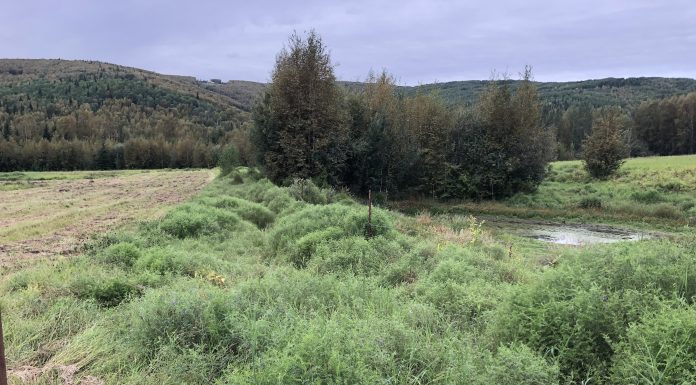 Figure 1: An active area of hay cultivation next to an abandoned area that was abandoned due to thaw subsidence and the formation of a pond at a farm in Fairbanks, AK. Note the elevation difference (>1 m) between the pond and the adjacent cultivated area.