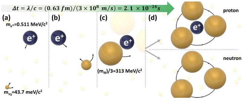 Figure 6. Gravitational catalysis of hadronization by positrons (or electrons). (a) A tiny neutrino at rest is attracted and accelerated by an ambient positron to relativistic (γ>>1) velocities. Its gravitational mass, γ3mo, thus increases dramatically (reaching the Planck mass), as it also starts rotating around the positron (b). Eventually, it joins two similar relativistic neutrinos, forming a proton or a neutron; mν3 is the heaviest neutrino mass, and mn is the neutron mass.